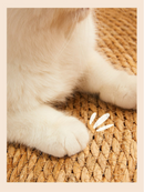 Tapete Arranhador de Taboa Trançada