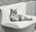 Cama Suspensa para Gatos - SuspenCat
