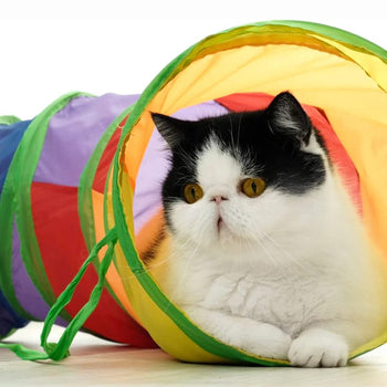 Arco-Íris Felino - Túnel de Diversão Dobrável para Gatos