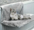 Cama Suspensa para Gatos - SuspenCat