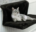 Cama Suspensa para Gatos - SuspenCat