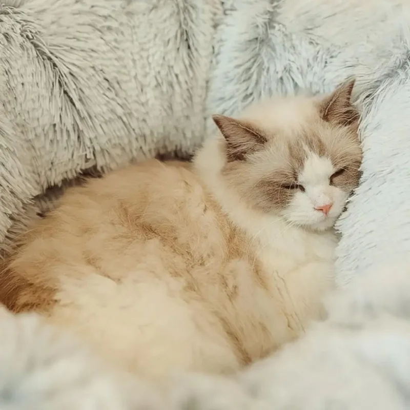 Cama Toquinha